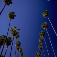 Palm trees line Sunset Boulevard in Los Angeles, California. ca. 1990s Sunset Boulevard, Los Angeles, California, USA