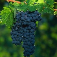 A beautiful cluster of zinfandel wine grapes ripen in the sun.