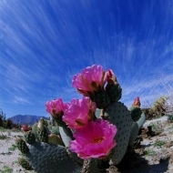 Beavertail Cactus at Anza Borrego Desert State Park ca. 1990-2001 California, USA